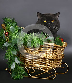 Brittish cat in a Christmas sleigh.