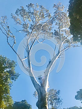 Brittle Gum Eucalyptus mannifera in forest.