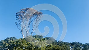 Brittle Gum Eucalyptus mannifera Taller than other trees under blue sky.