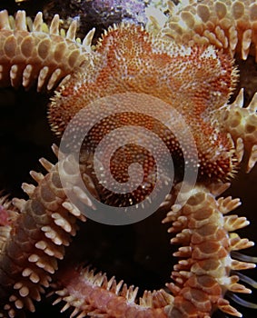 Brittle Seastar