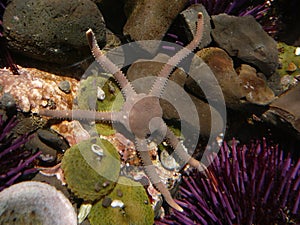 Brittle Star