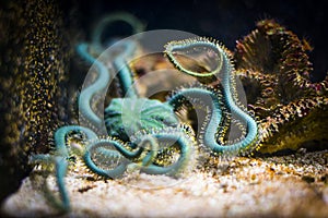 Brittle star in aquarium photo