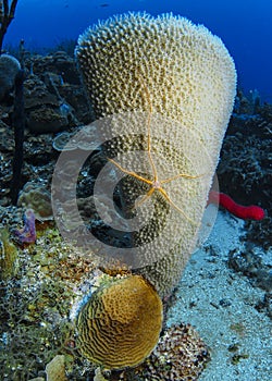 Brittle Star on an Azure Vase Sponge- Roatan, Honduras