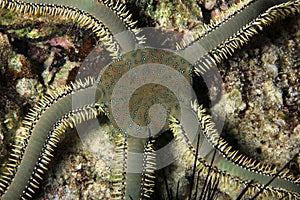 Brittle Star