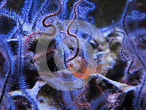 Brittle star