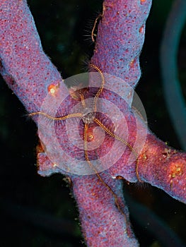 Brittle Star on Purple Sea Rod