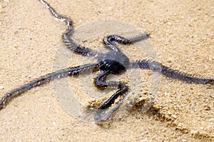 Brittle Star photo