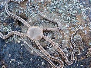 Brittle Star Starfish Seastar photo