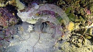 Brittle star view throgh gorgonians in the deep mediterranean reef