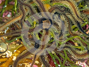 Brittle stars. Loch Carron, Scotland