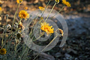 Brittlebush Desert Flowers photo