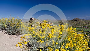 Brittlebush flowers frame Pinnacle Peak trail