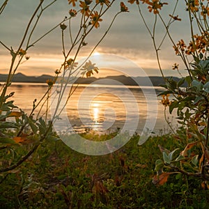 Brittlebush framing a sunrise over a lake with focus on the flowers