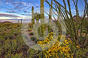 Brittlebush