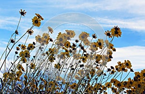 Brittlebush uner blue sky,  Anza Borrego Desert State Park photo