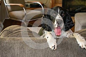 A Brittney Spaniel dog sitting on the couch