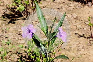 Britton`s wild petunia, Mexican bluebell, Ruellia simplex,