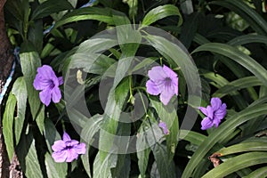 Britton`s wild petunia, Mexican bluebell, Ruellia simplex,