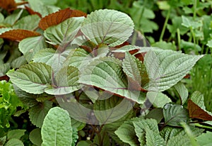 Britton Shiso - Perilla frutescens