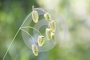 Briza maxima, aka big quaking or large quaking grass, blowfly or rattlesnake grass, shelly, rattle or shell grass