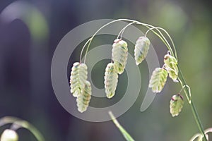 Briza maxima, aka big quaking or large quaking grass, blowfly or rattlesnake grass, shelly, rattle or shell grass