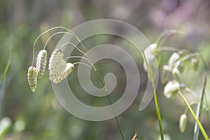 Briza maxima, aka big quaking or large quaking grass, blowfly or rattlesnake grass, shelly, rattle or shell grass