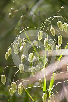 Briza maxima, aka big quaking or large quaking grass, blowfly or rattlesnake grass, shelly, rattle or shell grass