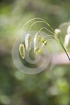 Briza maxima, aka big quaking or large quaking grass, blowfly or rattlesnake grass, shelly, rattle or shell grass