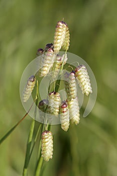 Briza maxima grass macro