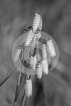 Briza maxima grass macro