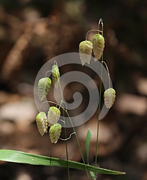 Briza Maxima-Quaking Grass