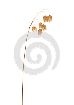 Briza, quaking grass