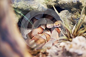 Broad Banded Copperhead snake