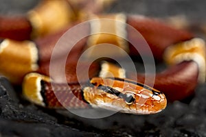 Broad-banded mountain rat snake (Oreophis porphyraceus laticinctus) photo