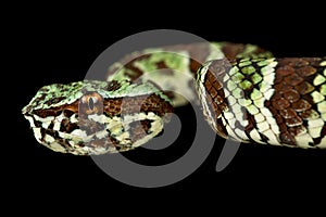 Broad-banded Temple Pitviper Tropidolaemus laticinctus