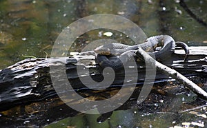 Broad-Banded Water Snake