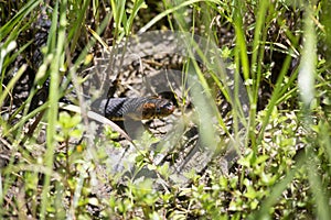 Broad-Banded Water Snake Slithering Along