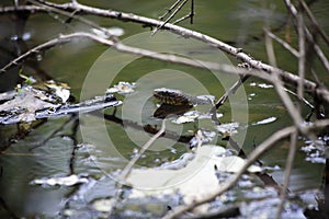 Broad-Banded Water Snake Swimming