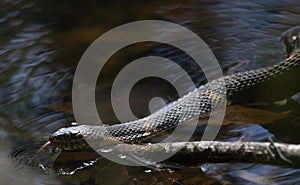 Broad-Banded Water Snake Swimming