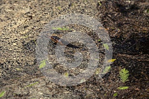 Broad-Banded Water Snake Swimming