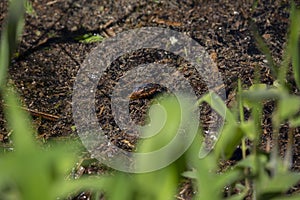 Broad-Banded Water Snake Swimming