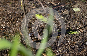 Broad-Banded Water Snake Swimming