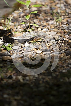 Broad-Banded Water Snakes Mating