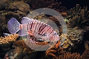 Broad barred firefish