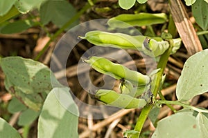 Broad bean