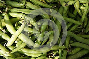 Broad bean, Faba bean