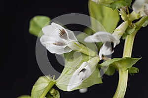 Broad bean flower, Vicia faba