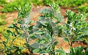 Broad bean flowers