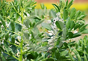 Broad bean flowers