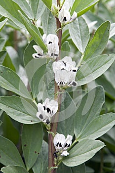 Broad Bean Flowers